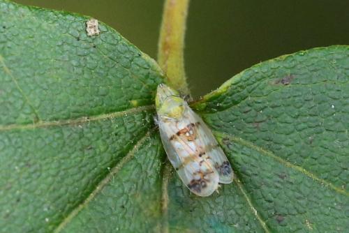 Japananus hyalinus